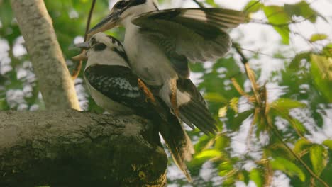 a pair of kookaburra mating in slow motion