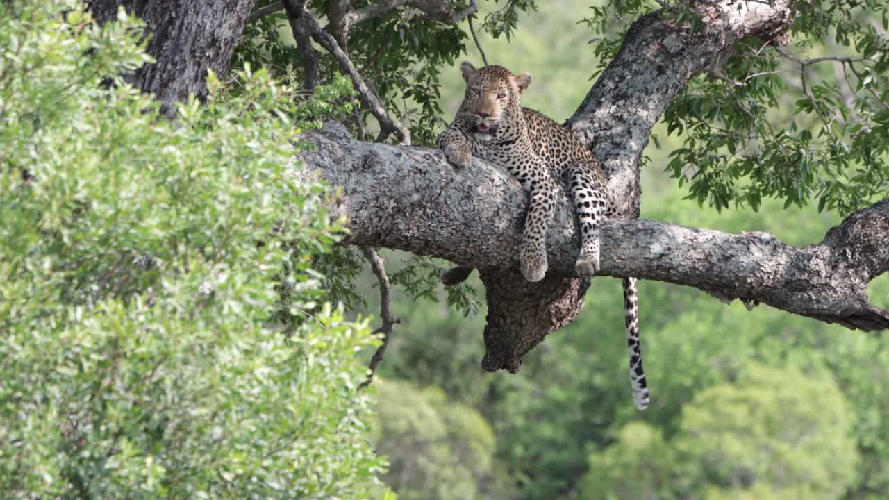 leopardo africano se relaja en una gran rama de árbol en el calor del día