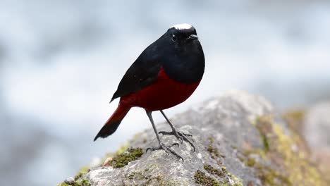 the white-capped redstart is known for its white lovely crown, dark blue-blackish wings and brown under feathers and its tail starts with red