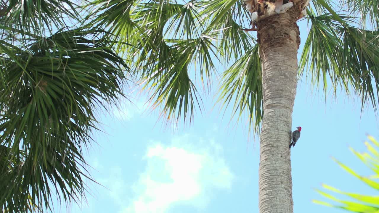 슬로우 모션 붉은 배 딱따구리가 야자나무에서 날아갑니다.