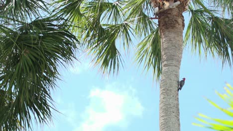 el pájaro carpintero de vientre rojo en cámara lenta sale volando de la palmera
