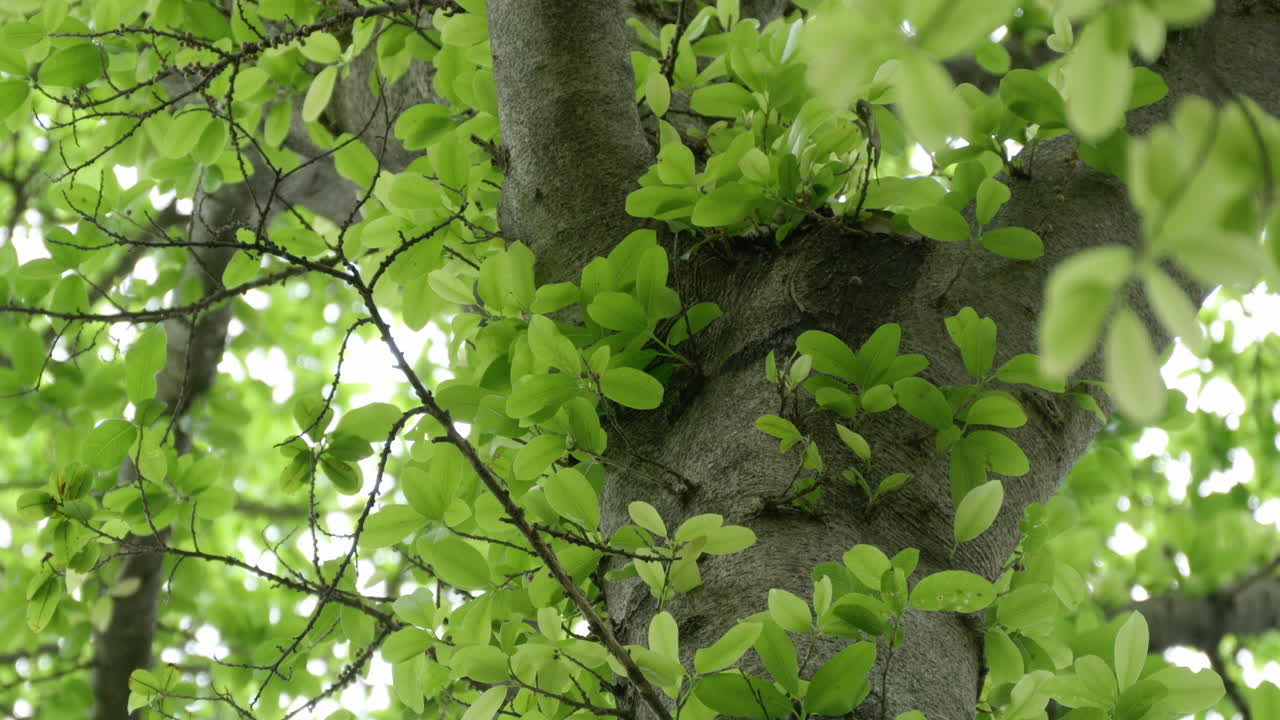 A serene scene of light green foliage on tree branches under soft natural light, representing the beauty of a healthy environment.
