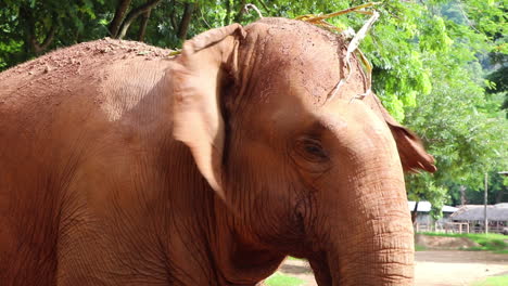 close up shot of an elephants face while it wiggles it's ears