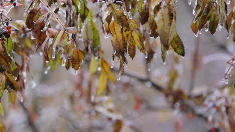 Leaves-and-branches-of-the-tree-froze-during-the-first-morning-frost-in-late-autumn.