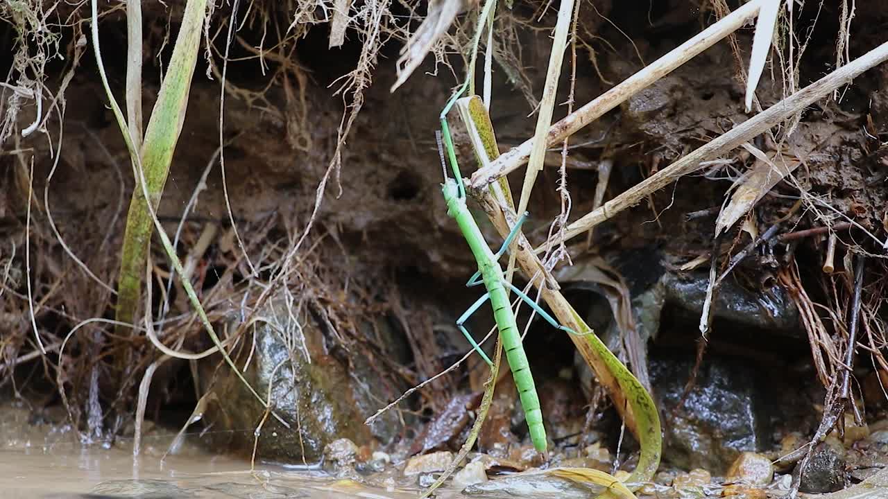 A specie of Mantis and spider crawling beside a river bank.