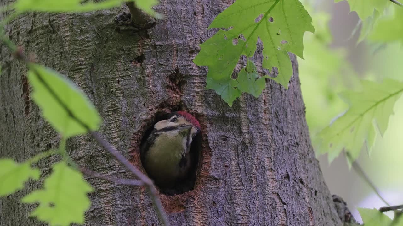 gran pájaro carpintero moteado sacando un agujero del nido en el árbol y mirando alrededor