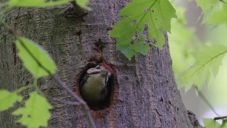 great spotted woodpecker poking hole out of nest hole in tree and looking around