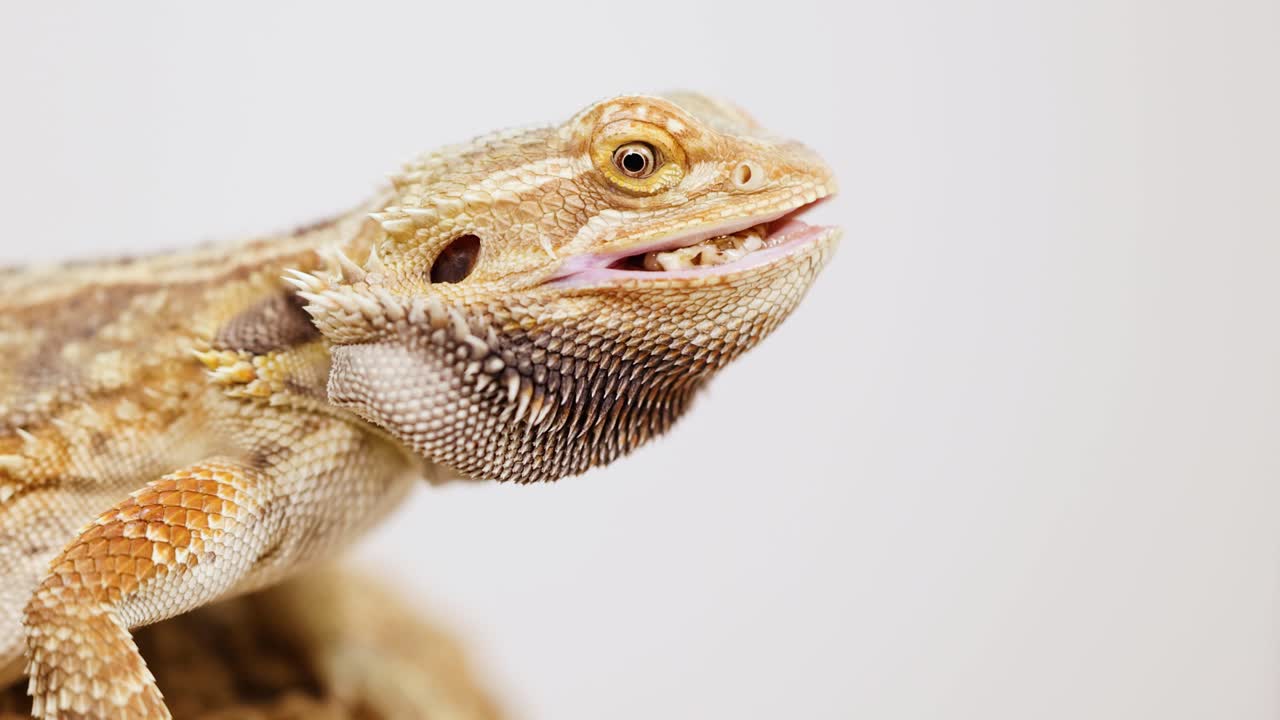 A bearded dragon lizard captures and eats a mealworm in a well-lit, close-up video sequence