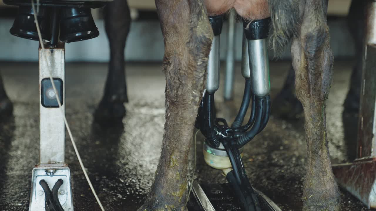 Close up on udders, Cows stand calmly side by side on a rotating milking platform, their tails swaying gently as soft machinery hums—sunlight filters in, casting a warm glow over the peaceful scene