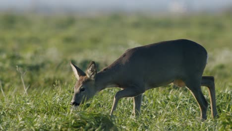 common wild roe deer perfect closeup on meadow pasture autumn golden hour light