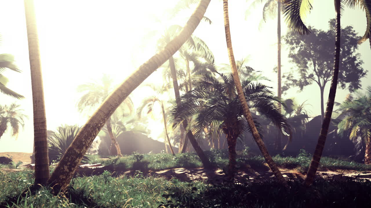 Sunlight filtering through tall palm trees in a tropical oasis during daytime