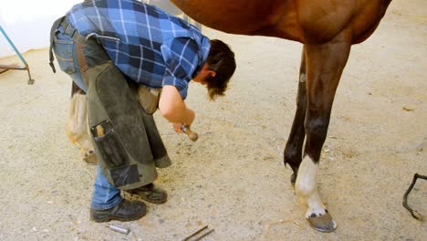 woman polishing horseshoes in horse leg 4k