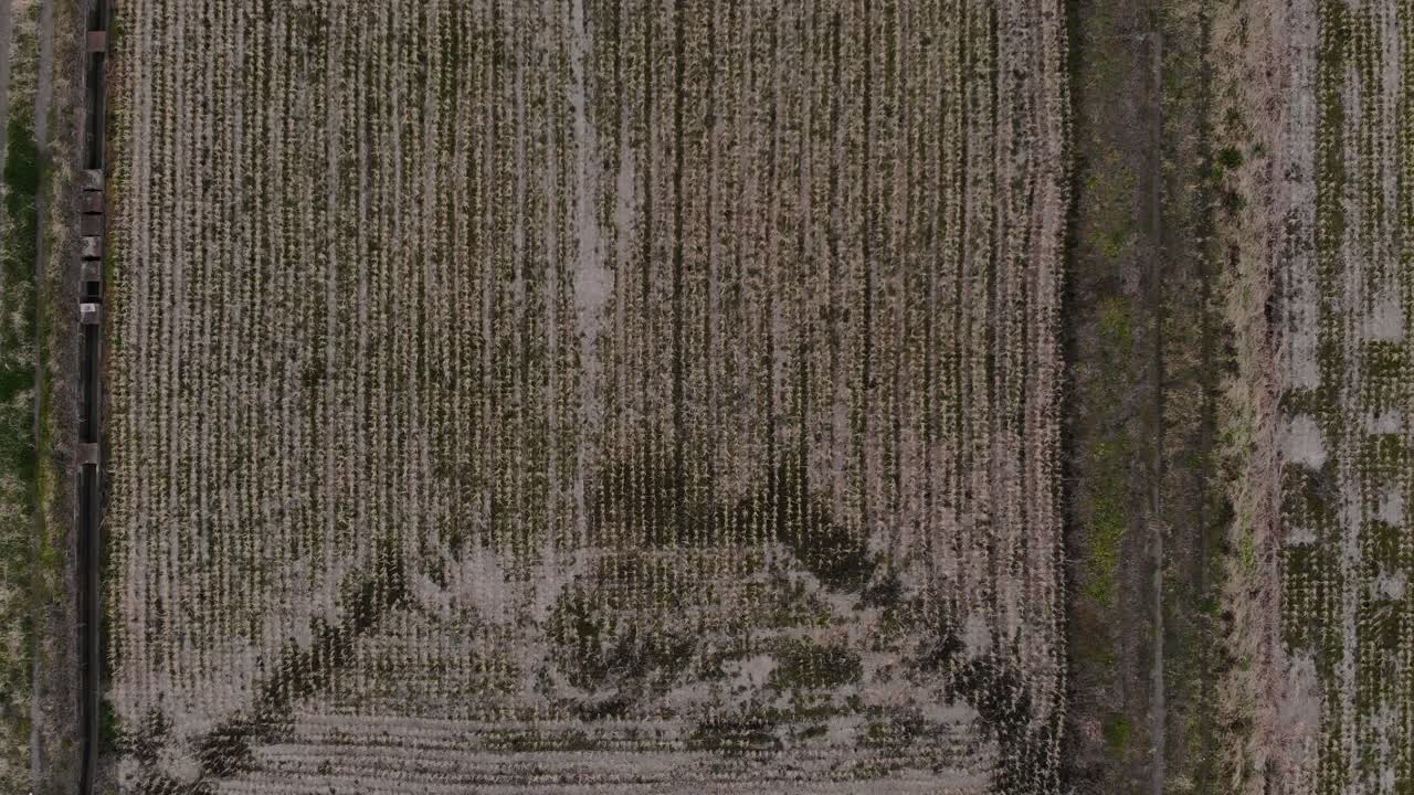 Stunning Nature Scenery Of Crops Lined On The Rice Fields In Japan - High Above Aerial Shot