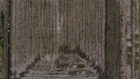 stunning nature scenery of crops lined on the rice fields in japan - high above aerial shot
