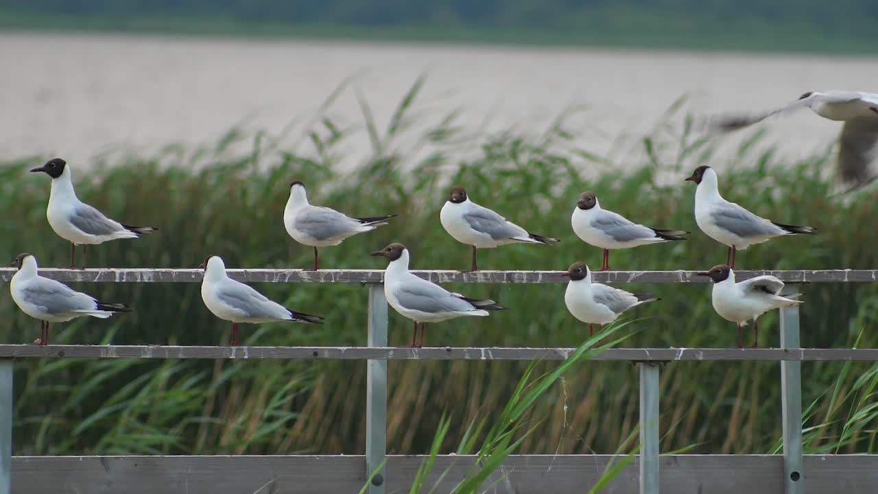 검은 머리 갈매기는 호수 난간에 앉아