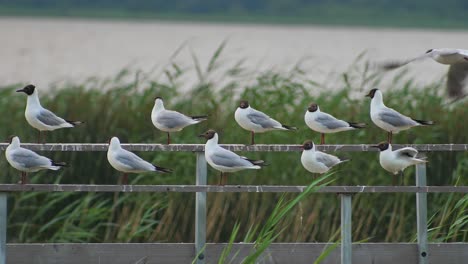 black headed gull sits on the railing by the lake