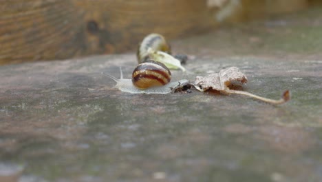 Snails moving on a surface