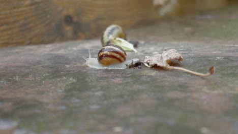 snails moving on a surface