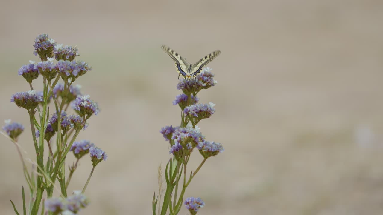 Una farfalla aggraziata in volo sopra un fiore vivace, che mostra l'eleganza e l'armonia della danza della natura in questa scena accattivante