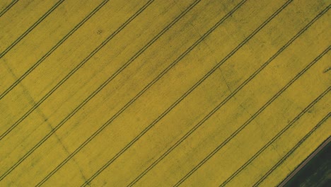 vista de pájaro de arriba hacia abajo de los campos de plantas de colza en la región central de inglaterra, yorkshire