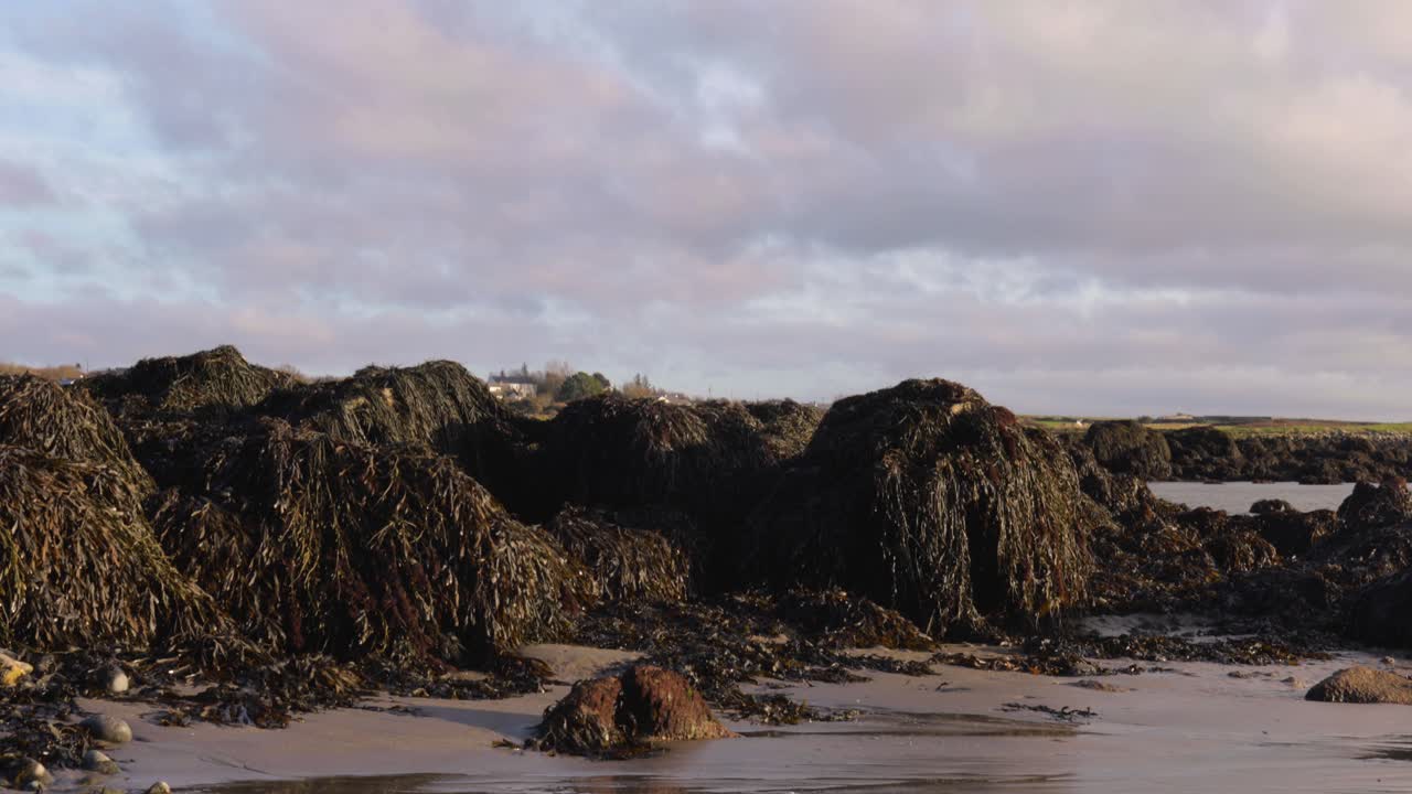 Seaweed covered boulders on a sandy beach in Galway the rugged beauty of Galway's Wild Atlantic Way, Ireland