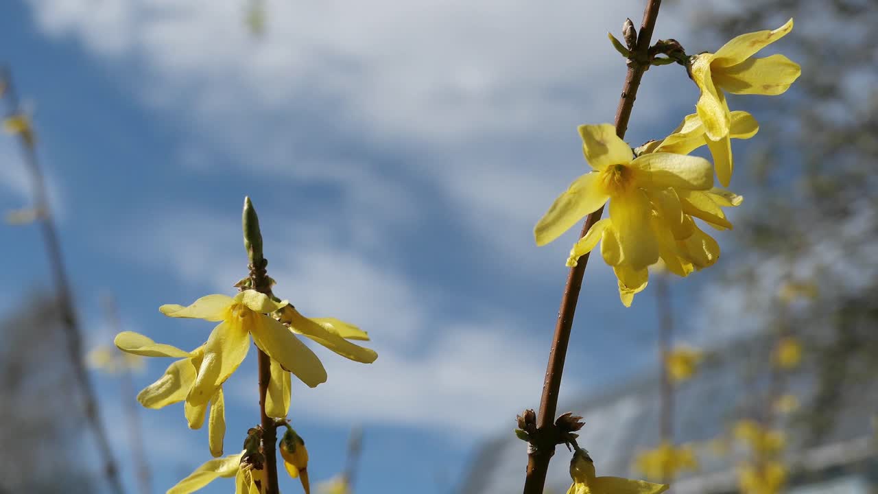 Delicate yellow spring flowers Forsythia swaying in wind, close up, hopeful new beginning
