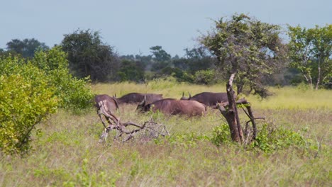 Afrikanische-Büffelherde-Marschiert-In-Der-Hitze-Durch-Die-Savannenebene-Mit-Hohem-Gras