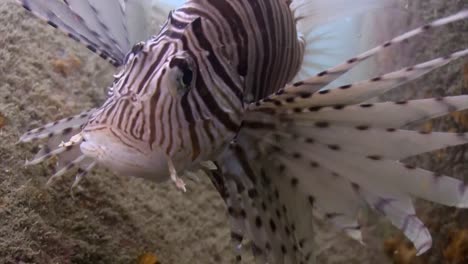 Lionfish-at-Junkyard-9