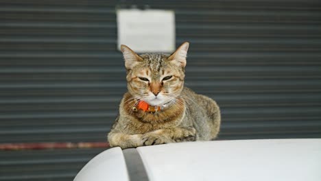 stray street cat looking around curiously, close up shot