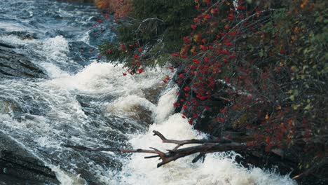 a leafless rowan tree with bright red berries above the wild river