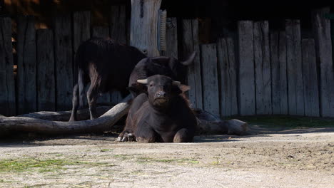 big water buffalo passing in front of mother and child buffalo outdoor