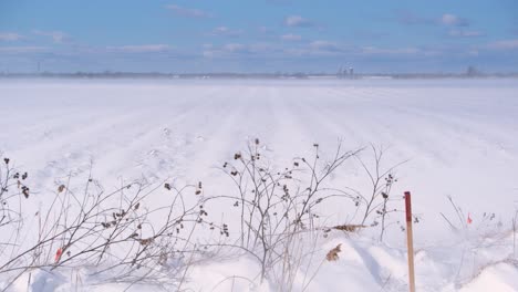 snowy landscape with falling snow in saint-jean-sur-richelieu, québec, canada