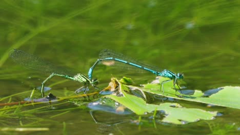 Scenic-clip-of-two-dragonflies-mating-perched-on-a-water-lily-of-a-river-in-Netherlands