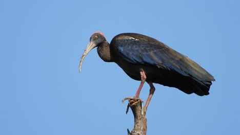 Red-naped-ibis-in-pond-area-.