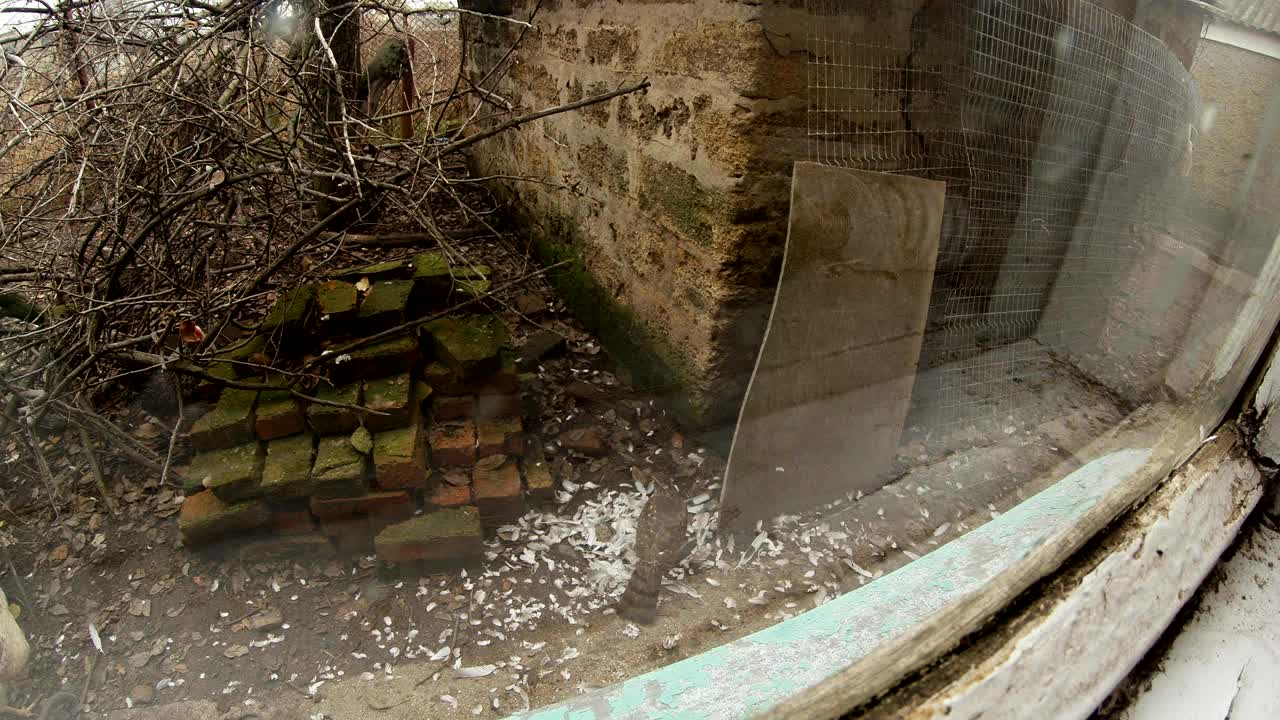 먼 마을의 마당에서 작은 짐승을 봄 초에 창문을 통해 지켜보고 있습니다.