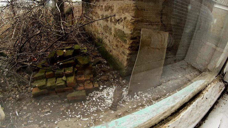 Osservando la piccola bestia nel cortile di un villaggio remoto attraverso la finestra all'inizio della primavera.