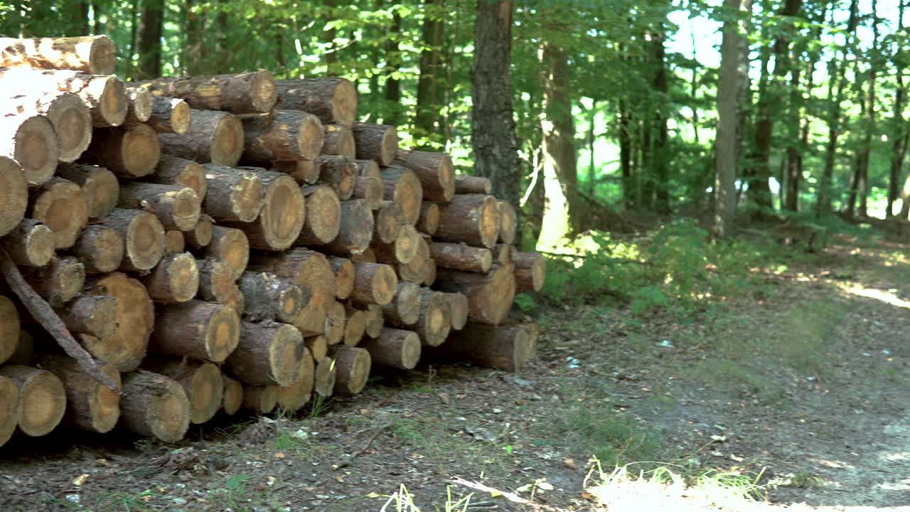 Cut Wood Trees Piled Up In The Forest In Koleczkowo, Poland - Pan Shot Left