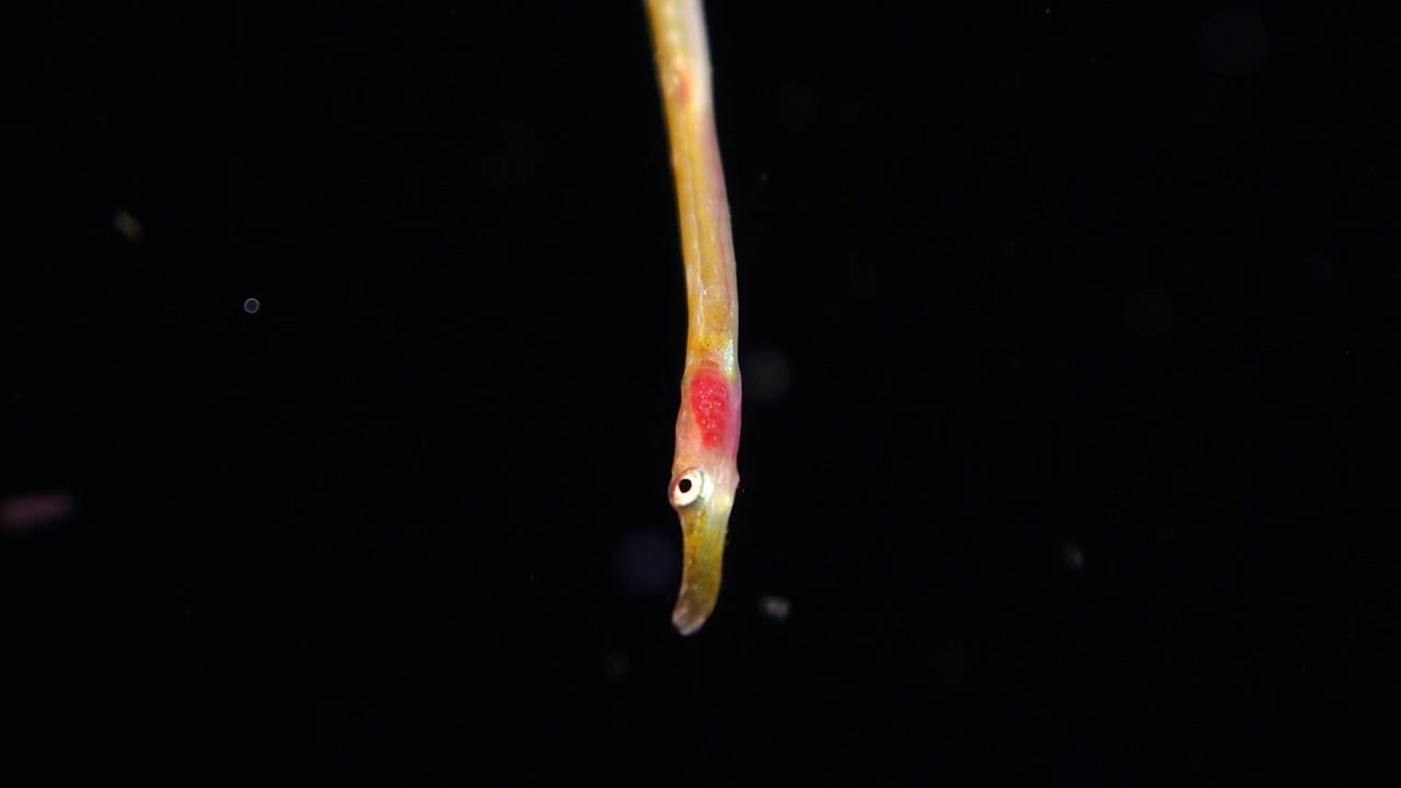 Makro ikan pipa hidung lurus Nerophis ophidion yang melihat langsung ke kamera saat menyelam malam blackwater di laut lepas