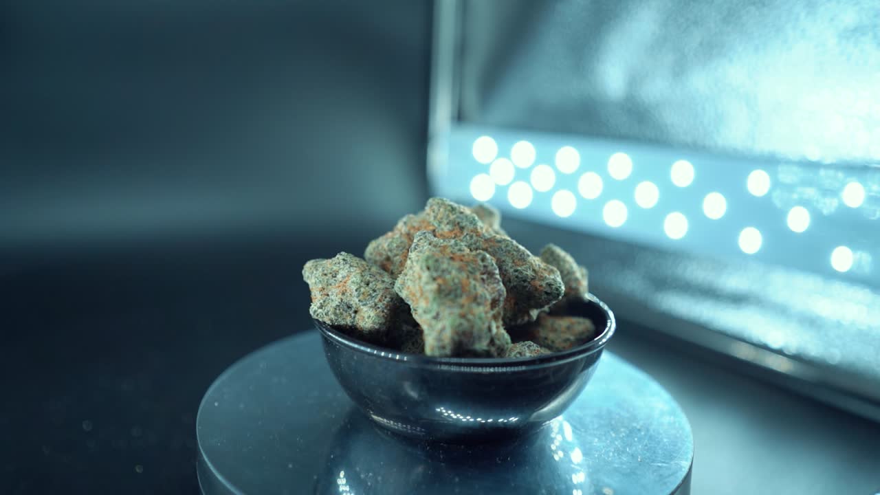 Et kinematisk, detaljert, jevnt kranbevegelse zoom ut-opptak av en cannabisplante, hybrid oransje varianter, Indica-type, grønn marihuanablomst, sakte film 120 bilder per sekund, studio LED-lys, glødende roterende stativ