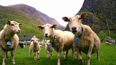 Curious-sheep-in-a-mountainous-countryside-come-to-sniff-the-camera---slow-motion