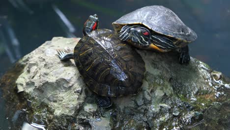 two red-eared sliders on a rock