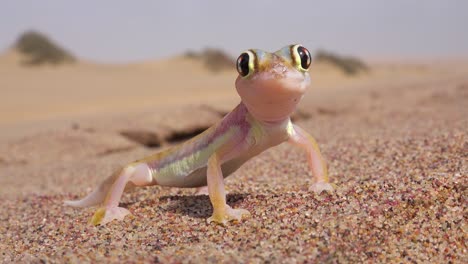 a macro close up of a cute little namib desert gecko lizard with large reflective eyes sits in the sand in namibia 3