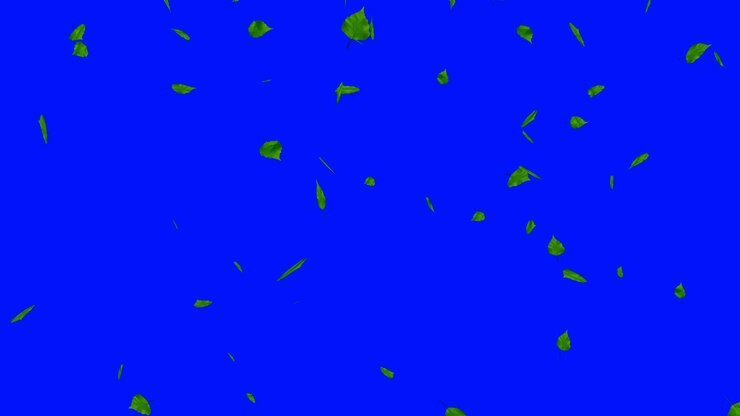 Green leaves isolated on blue