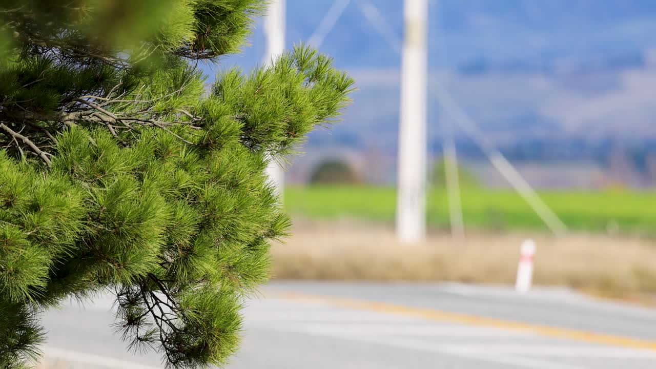 Pine tree branches sway in the wind beside a rural road, with a blurred background of fields and mountains