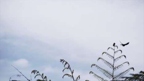 ferns and birds