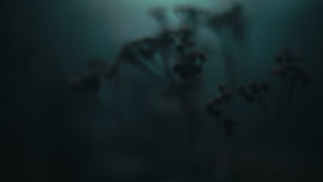 a miniature trees and plants at night