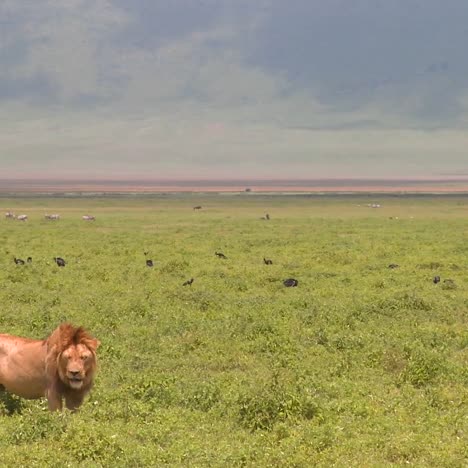 Ein-Stolzer-Männlicher-Löwe-Steht-Auf-Den-Ebenen-Afrikas