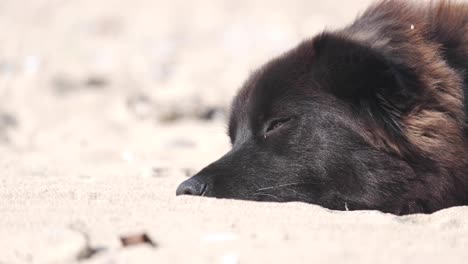 Perro-Negro-Relajándose-Y-Durmiendo-En-La-Playa-De-Arena