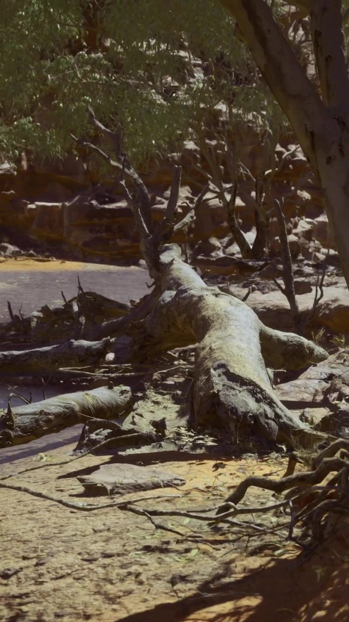La serenità di una riva di fiume illuminata dal sole con alberi caduti e una vegetazione lussureggiante.