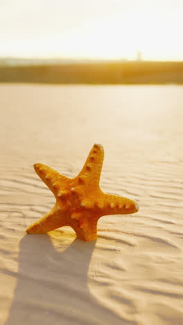 estrella de mar en una playa de arena al atardecer